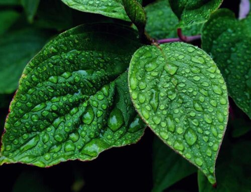 Mint – A remedy for bad breath, pain, & better digestion!