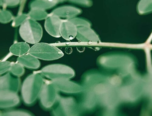 5 benefits of moringa on your gut health, blood pressure, diabetes!
