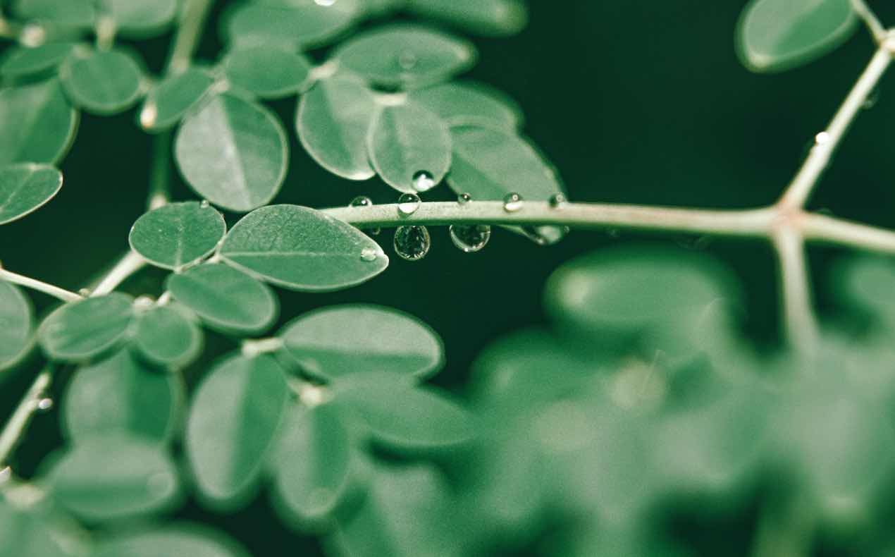 moringa